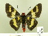  ( - HESP-EB 00 209)  @14 [ ] Copyright (2010) Unspecified Research Collection of Ernst Brockmann