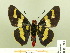  (Sarbia damippe - HESP-EB 00 210)  @14 [ ] Copyright (2010) Unspecified Research Collection of Ernst Brockmann