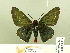  (Elbella mariae - HESP-EB 00 218)  @14 [ ] Copyright (2010) Unspecified Research Collection of Ernst Brockmann