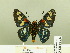  ( - HESP-EB 00 222)  @13 [ ] Copyright (2010) Unspecified Research Collection of Ernst Brockmann