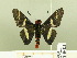  ( - HESP-EB 00 223)  @13 [ ] Copyright (2010) Unspecified Research Collection of Ernst Brockmann