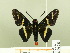  ( - HESP-EB 00 223)  @13 [ ] Copyright (2010) Unspecified Research Collection of Ernst Brockmann