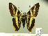  (Pseudocroniades - HESP-EB 00 227)  @14 [ ] Copyright (2010) Unspecified Research Collection of Ernst Brockmann