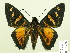  ( - HESP-EB 00 236)  @14 [ ] Copyright (2010) Unspecified Research Collection of Ernst Brockmann