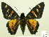 ( - HESP-EB 00 237)  @14 [ ] Copyright (2010) Unspecified Research Collection of Ernst Brockmann
