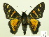  ( - HESP-EB 00 238)  @13 [ ] Copyright (2010) Unspecified Research Collection of Ernst Brockmann