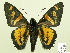  ( - HESP-EB 00 240)  @14 [ ] Copyright (2010) Unspecified Research Collection of Ernst Brockmann