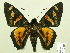  (Mimardaris pityusa - HESP-EB 00 240)  @15 [ ] Copyright (2010) Unspecified Research Collection of Ernst Brockmann
