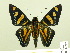  ( - HESP-EB 00 247)  @14 [ ] Copyright (2010) Unspecified Research Collection of Ernst Brockmann