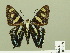  ( - HESP-EB 00 259)  @13 [ ] Copyright (2010) Unspecified Research Collection of Ernst Brockmann