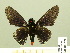  ( - HESP-EB 00 270)  @14 [ ] Copyright (2010) Unspecified Research Collection of Ernst Brockmann