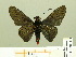  ( - HESP-EB 00 271)  @14 [ ] Copyright (2010) Unspecified Research Collection of Ernst Brockmann