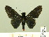  ( - HESP-EB 00 271)  @14 [ ] Copyright (2010) Unspecified Research Collection of Ernst Brockmann