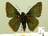  ( - HESP-EB 00 305)  @13 [ ] Copyright (2010) Unspecified Research Collection of Ernst Brockmann