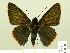  ( - HESP-EB 00 305)  @14 [ ] Copyright (2010) Unspecified Research Collection of Ernst Brockmann
