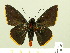 ( - HESP-EB 00 342)  @13 [ ] Copyright (2010) Unspecified Research Collection of Ernst Brockmann