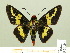  ( - HESP-EB 00 344)  @14 [ ] Copyright (2010) Unspecified Research Collection of Ernst Brockmann