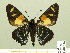  ( - HESP-EB 00 346)  @13 [ ] Copyright (2010) Unspecified Research Collection of Ernst Brockmann
