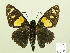  ( - HESP-EB 00 348)  @14 [ ] Copyright (2010) Unspecified Research Collection of Ernst Brockmann
