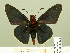  ( - HESP-EB 00 349)  @13 [ ] Copyright (2010) Unspecified Research Collection of Ernst Brockmann