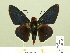  ( - HESP-EB 00 352)  @13 [ ] Copyright (2010) Unspecified Research Collection of Ernst Brockmann