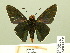  ( - HESP-EB 00 353)  @13 [ ] Copyright (2010) Unspecified Research Collection of Ernst Brockmann