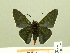  ( - HESP-EB 00 354)  @13 [ ] Copyright (2010) Unspecified Research Collection of Ernst Brockmann