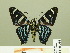  ( - HESP-EB 00 356)  @12 [ ] Copyright (2010) Unspecified Research Collection of Ernst Brockmann