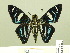  ( - HESP-EB 00 365)  @13 [ ] Copyright (2010) Unspecified Research Collection of Ernst Brockmann