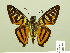  (Croniades - HESP-EB 00 373)  @15 [ ] Copyright (2010) Unspecified Research Collection of Ernst Brockmann