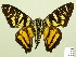  (Croniades auraria - HESP-EB 00 374)  @14 [ ] Copyright (2010) Unspecified Research Collection of Ernst Brockmann