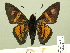  ( - HESP-EB 00 377)  @13 [ ] Copyright (2010) Unspecified Research Collection of Ernst Brockmann