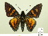  ( - HESP-EB 00 377)  @14 [ ] Copyright (2010) Unspecified Research Collection of Ernst Brockmann