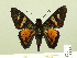  ( - HESP-EB 00 378)  @14 [ ] Copyright (2010) Unspecified Research Collection of Ernst Brockmann