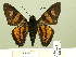  ( - HESP-EB 00 379)  @13 [ ] Copyright (2010) Unspecified Research Collection of Ernst Brockmann