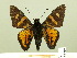  ( - HESP-EB 00 380)  @13 [ ] Copyright (2010) Unspecified Research Collection of Ernst Brockmann