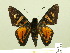  (Mimardaris minthe - HESP-EB 00 380)  @14 [ ] Copyright (2010) Unspecified Research Collection of Ernst Brockmann