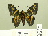  ( - HESP-EB 00-382)  @13 [ ] Copyright (2010) Unspecified Research Collection of Ernst Brockmann