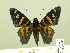  ( - HESP-EB 00-383)  @14 [ ] Copyright (2010) Unspecified Research Collection of Ernst Brockmann