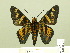  ( - HESP-EB 00-384)  @14 [ ] Copyright (2010) Unspecified Research Collection of Ernst Brockmann