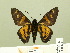  ( - HESP-EB 00-389)  @13 [ ] Copyright (2010) Unspecified Research Collection of Ernst Brockmann