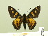  ( - HESP-EB 00-389)  @13 [ ] Copyright (2010) Unspecified Research Collection of Ernst Brockmann