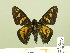  ( - HESP-EB 00-390)  @11 [ ] Copyright (2010) Unspecified Research Collection of Ernst Brockmann
