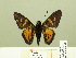  ( - HESP-EB 00-391)  @13 [ ] Copyright (2010) Unspecified Research Collection of Ernst Brockmann