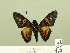  ( - HESP-EB 00-391)  @13 [ ] Copyright (2010) Unspecified Research Collection of Ernst Brockmann