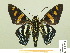  ( - HESP-EB 00-394)  @14 [ ] Copyright (2010) Unspecified Research Collection of Ernst Brockmann
