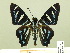  ( - HESP-EB 00-401)  @14 [ ] Copyright (2010) Unspecified Research Collection of Ernst Brockmann