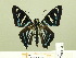  ( - HESP-EB 00-402)  @14 [ ] Copyright (2010) Unspecified Research Collection of Ernst Brockmann