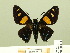  ( - HESP-EB 00-411)  @14 [ ] Copyright (2010) Unspecified Research Collection of Ernst Brockmann