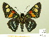  ( - HESP-EB 00-416)  @14 [ ] Copyright (2010) Unspecified Research Collection of Ernst Brockmann